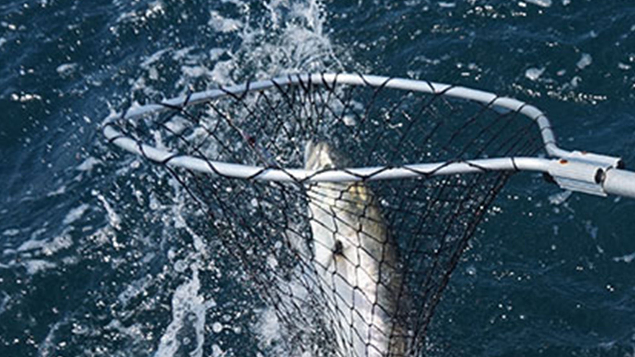 Dispatch | Newport Off-Shore Fishing