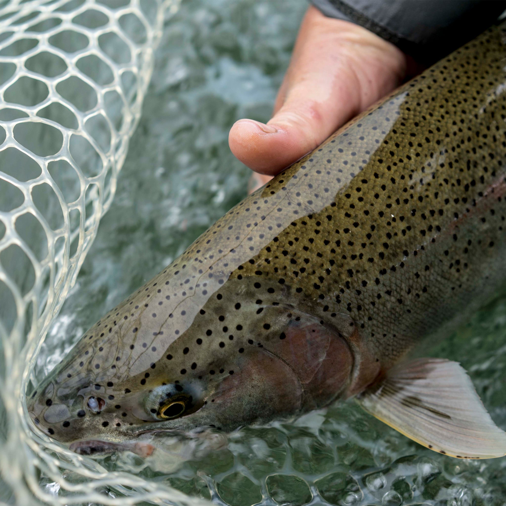 Wading the Copper River