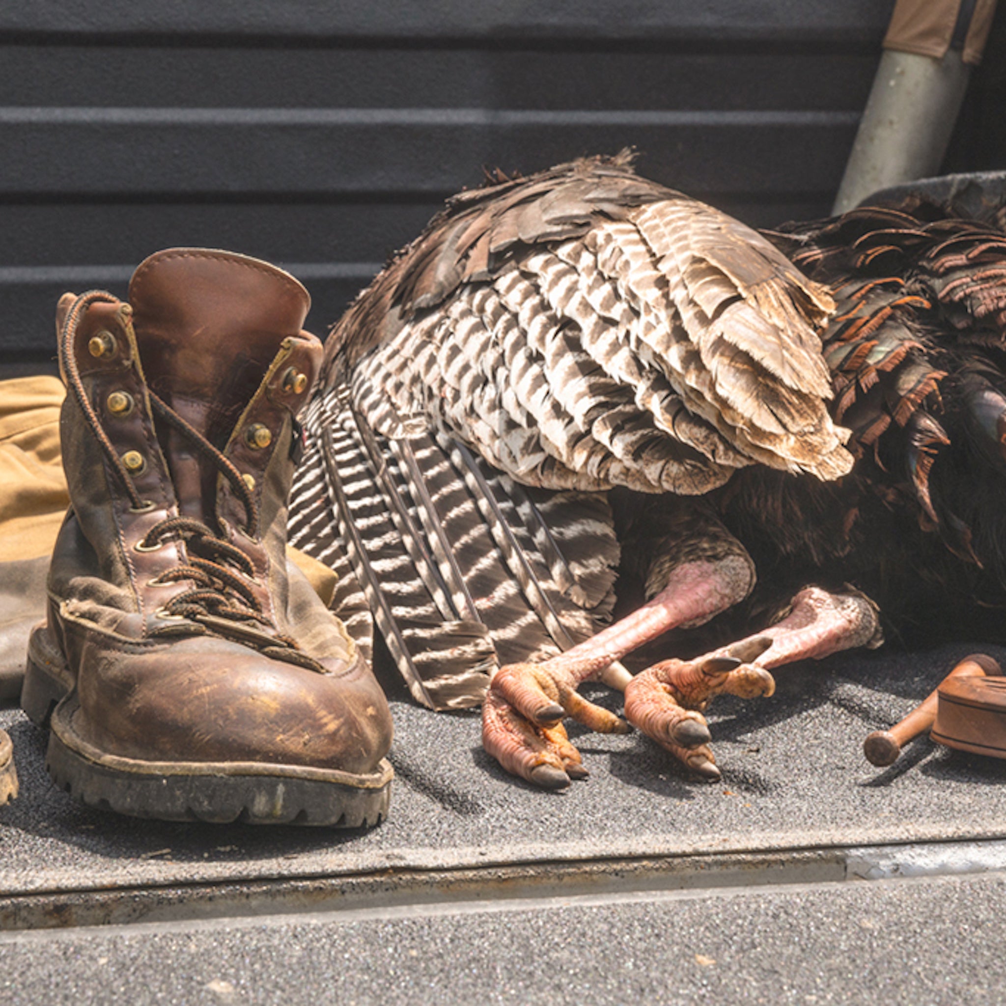 Turkey Hunting in the Berkshires