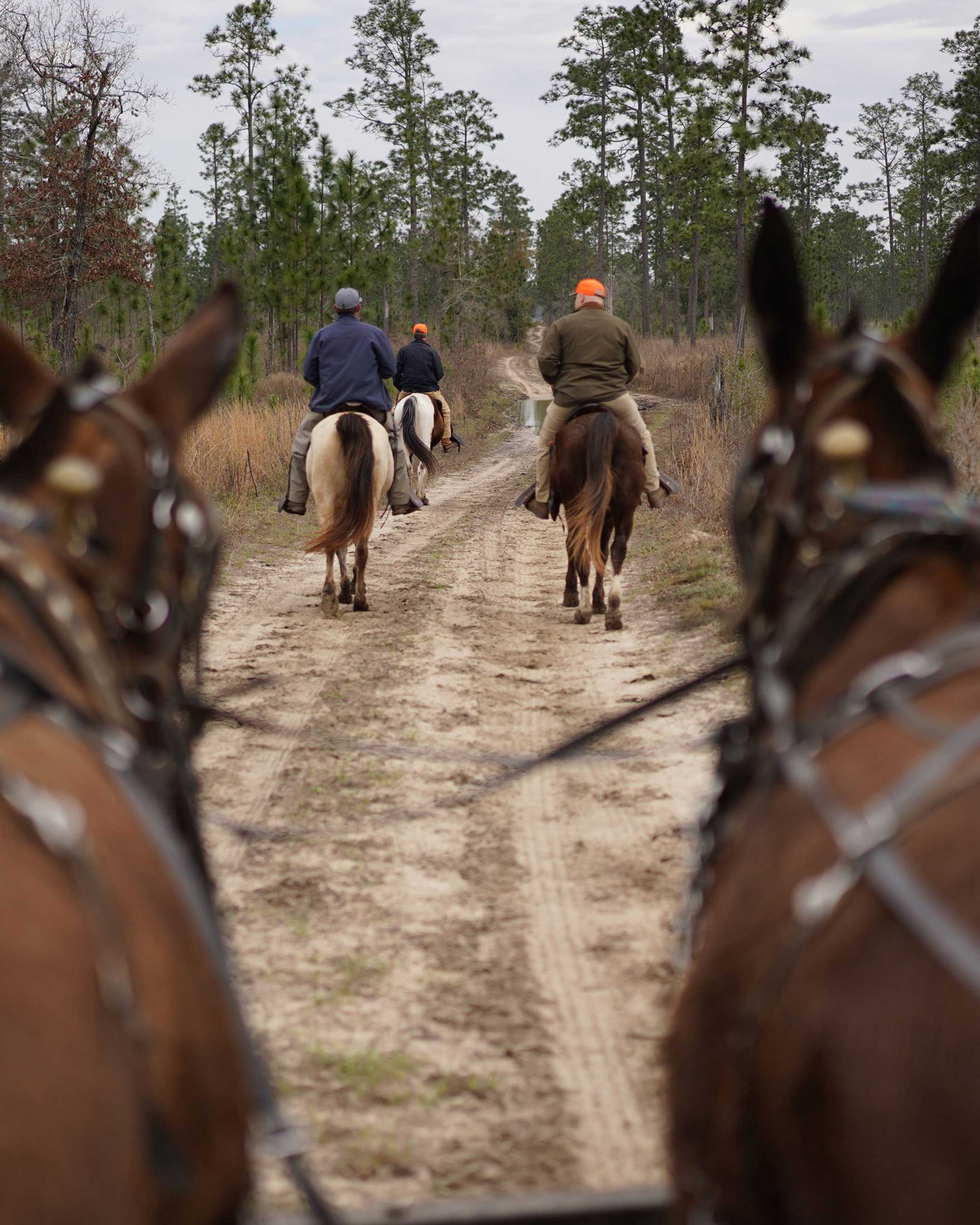 Georgia Quail Hunt Signature Expedition February 25th-28th, 2022 - Ball and Buck