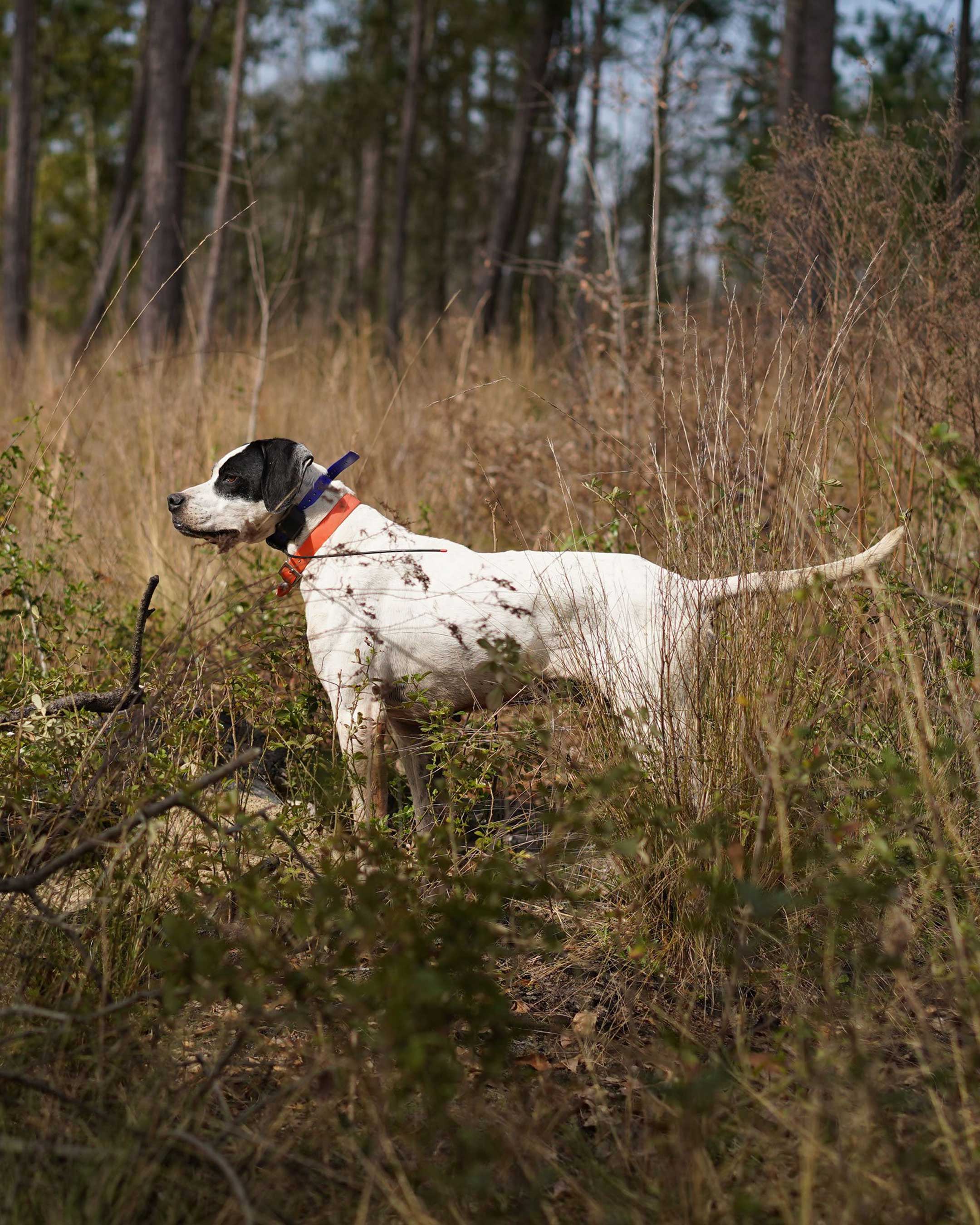 Georgia Quail Hunt Signature Expedition February 25th-28th, 2022 - Ball and Buck